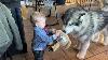 Adorable Baby Boy Loves His Husky Cutest Duo Ever