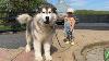 Baby Takes Giant Husky For A Walk Jump And Splash They Are So Cute Together
